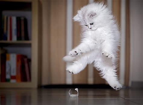 Funny Cat Jumping 26 Free Wallpaper - Funnypicture.org