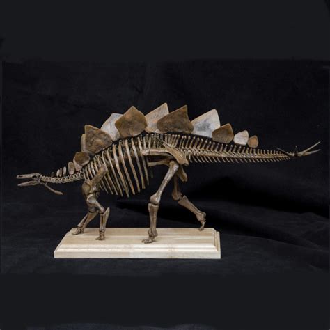 1/20 Stegosaurus Skeleton Model – Lana Time Shop