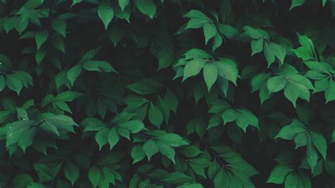 Green leaf plant HD wallpaper | Wallpaper Flare