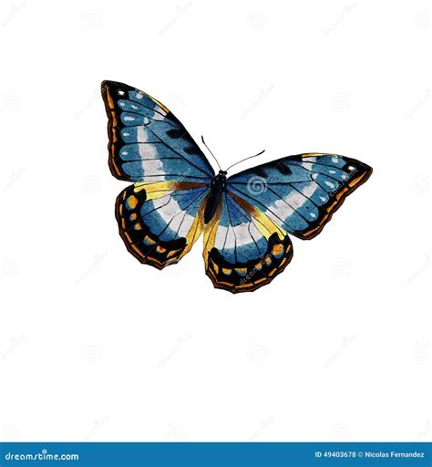 Butterfly stock illustration. Illustration of design - 49403678