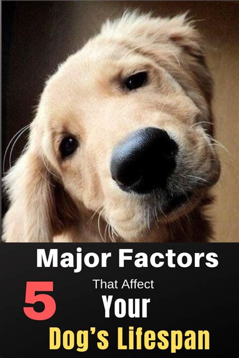 5 Major Factors That Affect Your Dog's Lifespan | DogSpaceBlog | Dogs, Tiny dogs, Dog minding