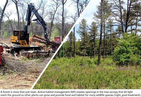 Why cutting trees isn't always a bad thing | Mass.gov