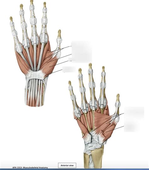 Diagram of Thenar muscles | Quizlet