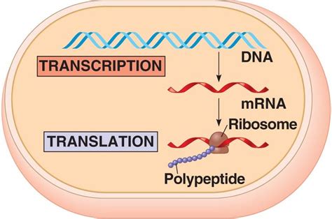 gene_prokaryote.html 17_03aGeneticInfoFlow_2-L.jpg