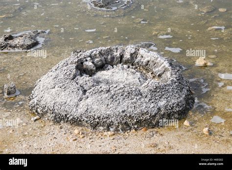 Stromatolite, layered sediment and oldest living fossil, in the Lake Thetis waters in Cervantes ...