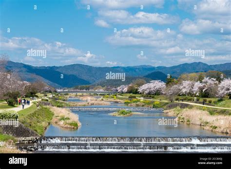 Cherry blossoms along the Kamo River (Kamo-gawa) in Kyoto, Japan. The riverbanks are popular ...