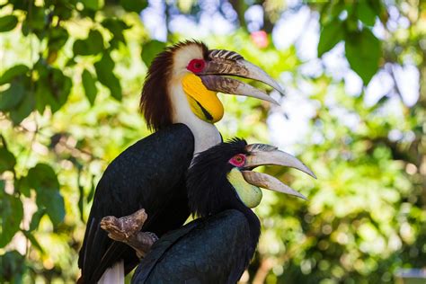 Interesting facts about Hornbills - Natural History Curiosities