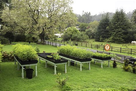 Forest for the Trees: Planting Your Own Koa Tree on Hawaii Island ...