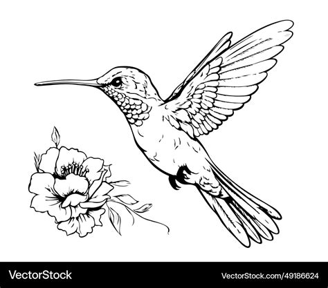 Flying hummingbird and flowers nice drawing Vector Image