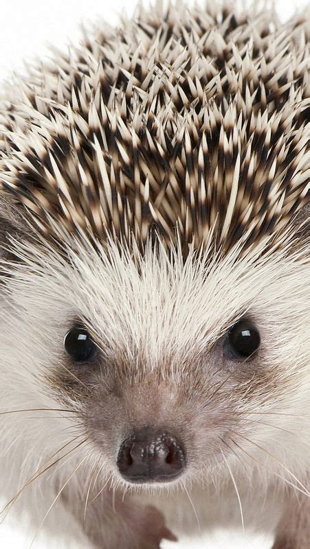 eyes_muzzle_hedgehog_mammal_78147_640x1136 | Animals beautiful, Cute animals, Animals