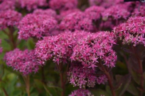 15 Spectacular Sedum Varieties | Horticulture Magazine