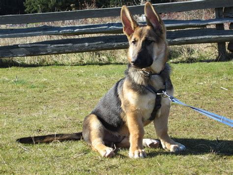 corgi/shephard mix! this ones named ducky! German Shepherd Corgi Mix ...