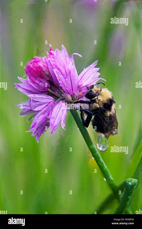 Macro of a wet bumblebee clinging to a chive blossom, Kodiak, Southwest ...