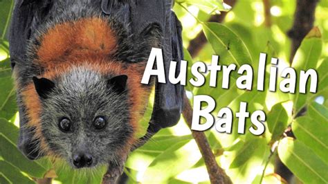 Australian Bats - Aussie English