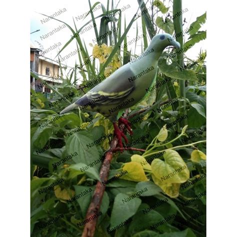 HIJAU Jontrot Green Punai Bird Statue | Shopee Malaysia