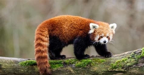 Red Panda vs Raccoon: 5 Key Differences - A-Z Animals