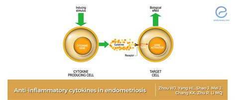 Anti-inflammatory cytokines: a new horizon in endometriosis with ...