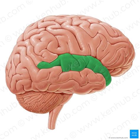 Superior temporal gyrus (Gyrus temporalis superior); Image: Paul Kim in ...