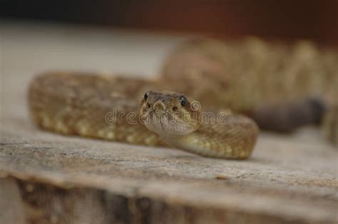 Rattlesnake Preparing To Strike Stock Image - Image of nature, forked: 271385