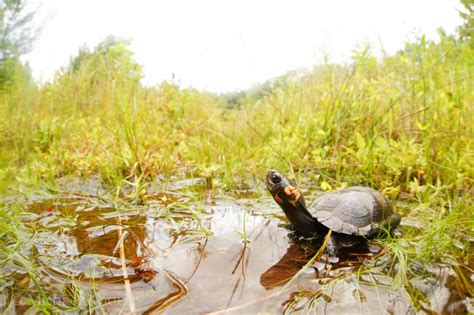 JWM: Predators overharvesting bog turtle eggs - The Wildlife Society