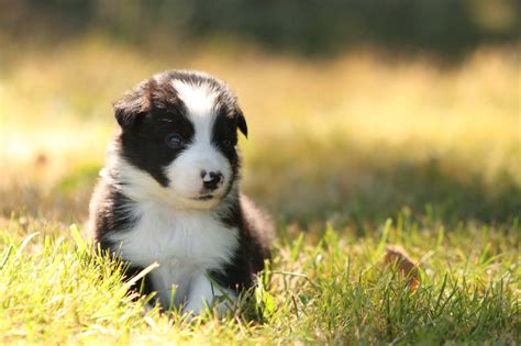 Miniature Border Collie Puppies