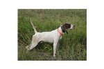 English Pointer Puppies for Sale from Reputable Dog Breeders