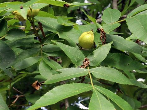 Tips For Picking Butternuts - Learn When To Harvest Butternuts