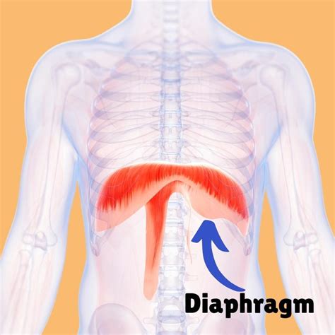 Diaphragm Diagram Human Body