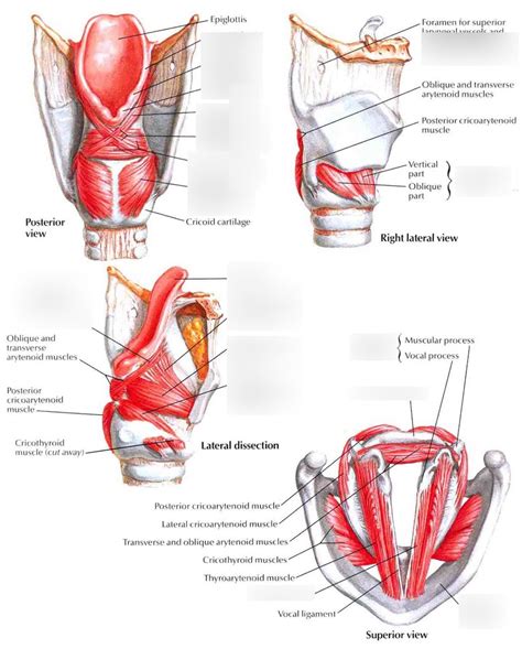 Larynx intrinsic muscles Diagram | Quizlet