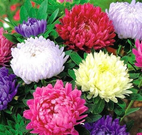 Aster Chrysanthemum Mixed Colors 100 Flower Seeds non GMO | Etsy