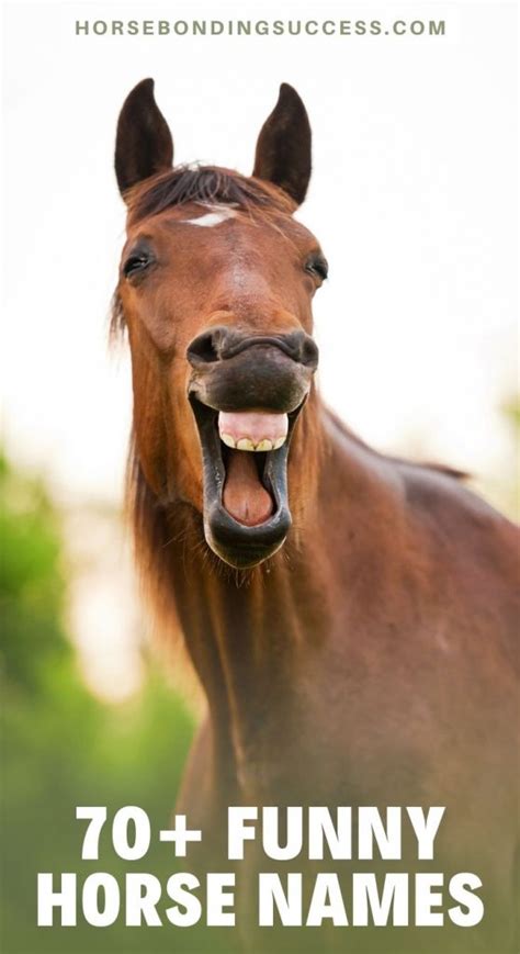 70+ Funny Horse Names & Puns (Best Ever!) – Horse Bonding Success