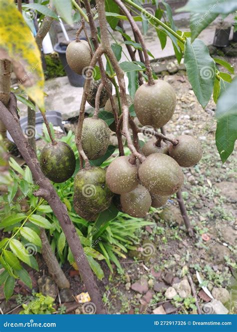 Fruit Kedondong Small Tree Fruitful Stock Photo - Image of tree, sour: 272917326