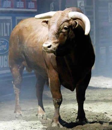 Little Yellow Jacket | Pbr bull riding, Pbr bull riders, Bucking bulls