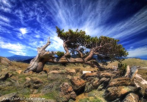 Bristlecone Pine Tree | So I was off to the mountains today … | Flickr