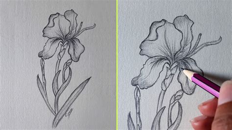 Iris Flower Drawing | Best Flower Site