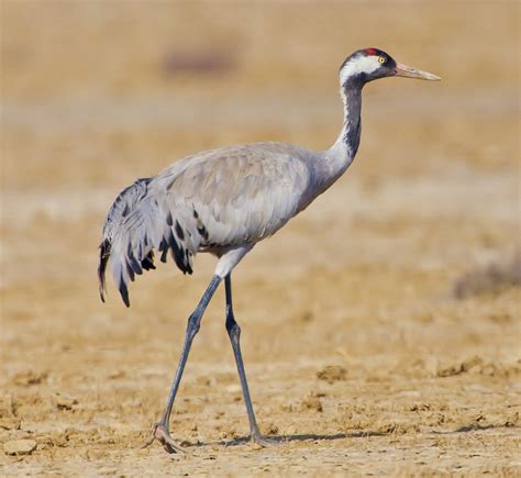 Birds of the World: Common crane