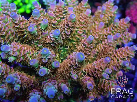 FG Rainbow Sherbet Acropora | Frag Garage