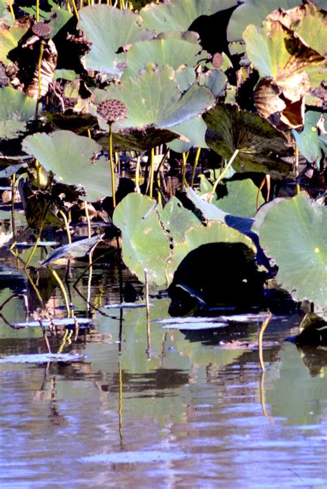 Lily Pad with seeds | Smithsonian Photo Contest | Smithsonian Magazine