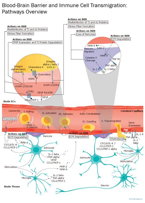 Blood-Brain Barrier Overview Interactive Pathway: R&D Systems