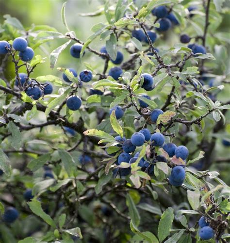 Foraging in London: Where to Find Seasonal Sloe Berries