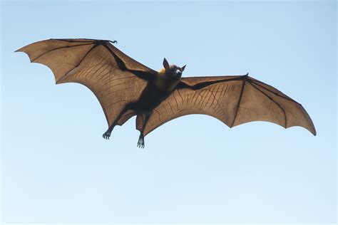 Bats carry dangerous viruses but don’t get sick. Here’s how. - Earth.com