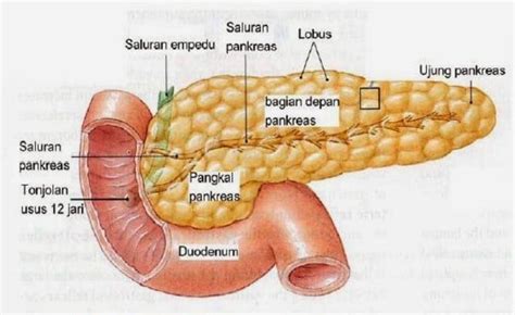 Pengertian, Fungsi, Stuktur, Gambar Anatomi dan Penyakit Pada Pankreas ...