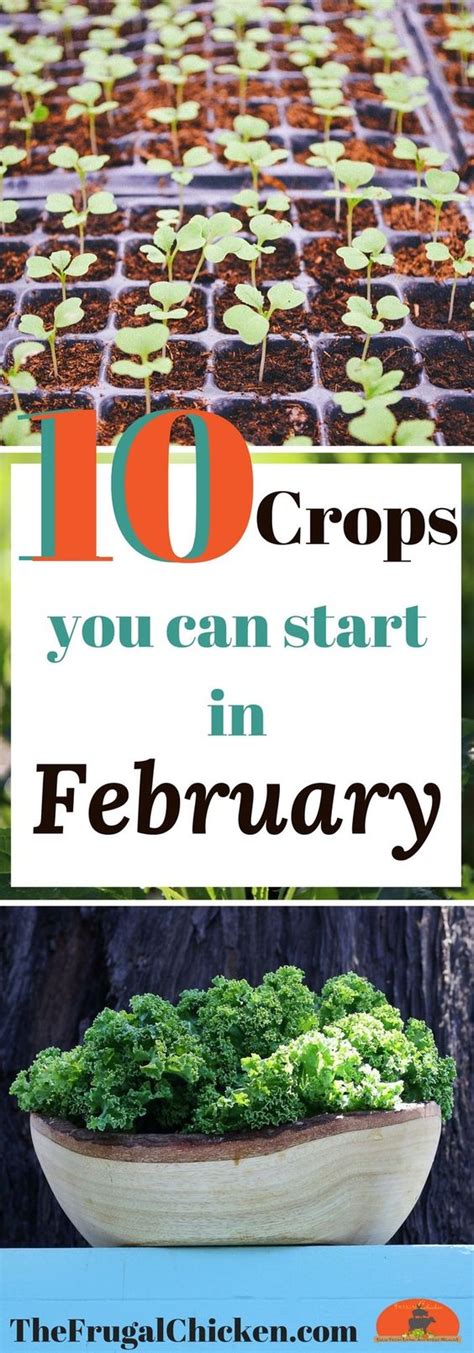 What Seedlings Can You Start In February? [Planting Guide]