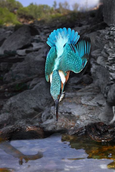 Martin Pescador en acción in 2022 | Beautiful birds, Kingfisher, Animals