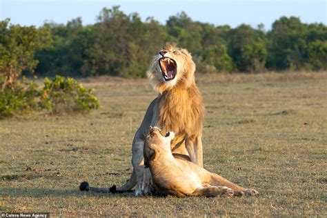 I'm the mane man! Lion looks VERY pleased with himself as he mates with ...