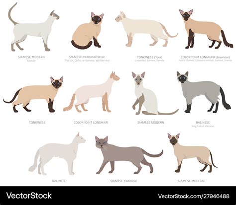 Siamese type cats colorpoints domestic cat breeds Vector Image