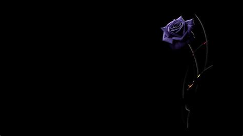 HD wallpaper: Flowers, Black, Purple Flower, Rose | Wallpaper Flare