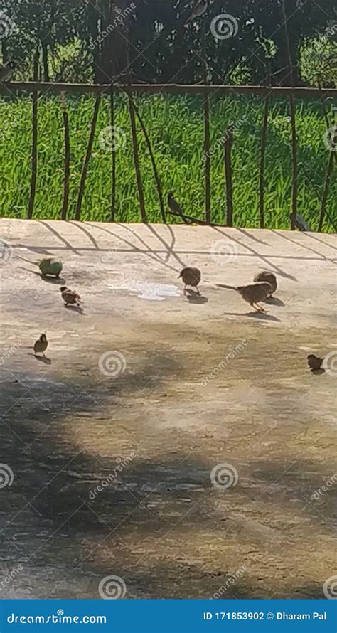 Birds eating rice stock photo. Image of birds, quarrelling - 171853902