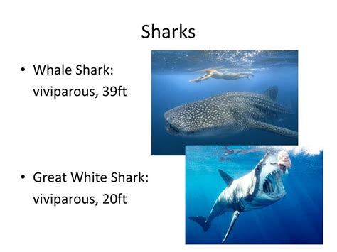 Are Great White Sharks Truly Viviparous? A Study On The Reproductive ...