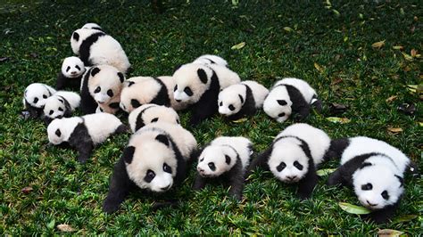 Panda Populations Are Growing, But Their Habitat Remains at Risk ...